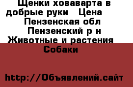Щенки ховаварта в добрые руки › Цена ­ 10 - Пензенская обл., Пензенский р-н Животные и растения » Собаки   